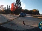 Видео показывает, как сотрудники полиции Мичигана спасают раненого ястреба