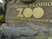 Еще не прощайся: Носорог ‘PJ’ останется в зоопарке Центральной Флориды на некоторое время