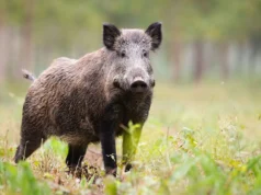 Дикие кабаны активно проникают в жилые районы Техаса