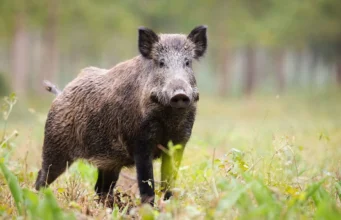 Дикие кабаны активно проникают в жилые районы Техаса