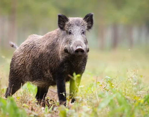 Дикие кабаны активно проникают в жилые районы Техаса