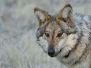 В Калифорнии сотрудники службы охраны дикой природы усыпили нескольких серых волков после нападений на домашний скот